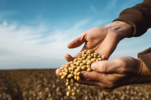 Russian Soybean Trade